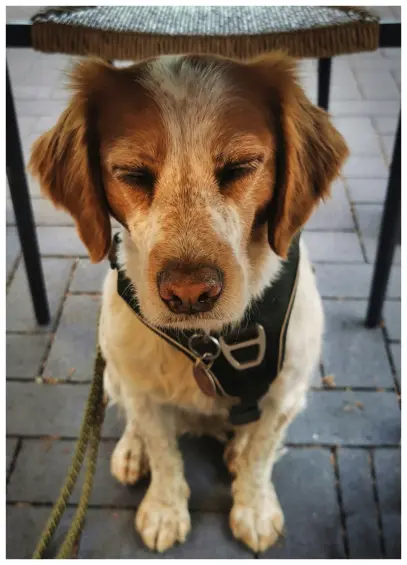 Formatfüllende Aufnahme eines kleinen weißbraun gescheckten Jagdhundes Epagneul Bretone, der im Schatten unter einem Tisch sitzt, die Augen geschlossen hat und schläft. Im Hintergrund leicht unscharf Sitzfläche und Stuhlbeine eines Gartenstuhls.