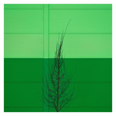 A square-format color photo with a white border. A leafless, slender tree stands in front of a wall painted in two horizontal shades of vivid green—light green on top and darker green on the bottom. The sharp geometry of the background contrasts strongly with the organic form of the bare branches.
