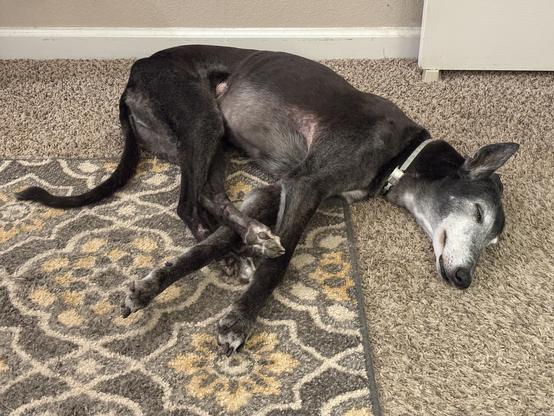 Photo of a black greyhound dog sleeping on a floor with a rug. His feet are tangled.