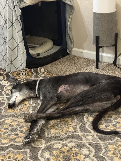 Photo of a black greyhound dog sleeping on a floor with a rug. His feet are tangled. In the background is a dog crate where a white greyhound dog snoot is poking out.