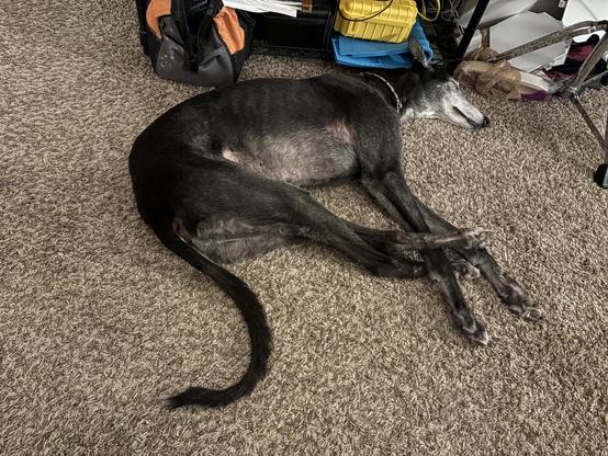 Photo of a black greyhound dog sleeping on a floor. His feet are tangled.
