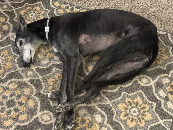 Photo of a black greyhound dog sleeping on a floor with a rug. His feet are tangled.