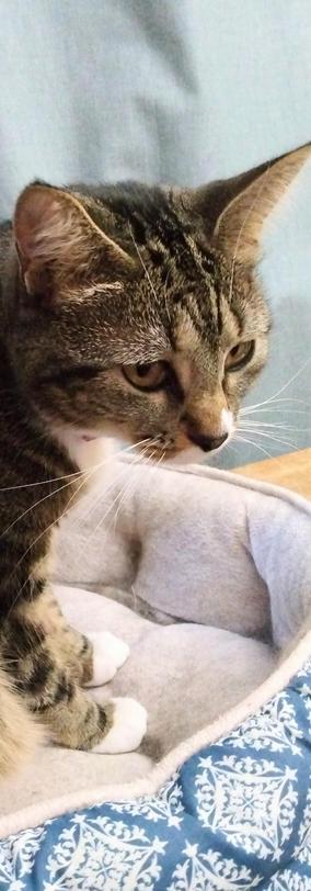 Our little tabby cat with white markings, named Pax, is sitting upright in a turquoise and white cat bed by a window.  Light turquoise curtains are hanging behind her.  Her amber-colored eyes are staring at something on the right.