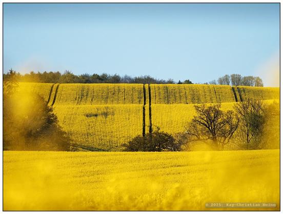Von leuchtend gelbem Raps unter blauem Himmel bewachsenes, wellenförmig ansteigend vom Betrachtenden wegstrebendes Hügelland, senkrecht durchschnitten von symmetrisch das Bild in Drittel teilenden Fahrspuren. Einzelne Bäume und Sträucher geben dem Bild zusätzliche Struktur und Ordnung.