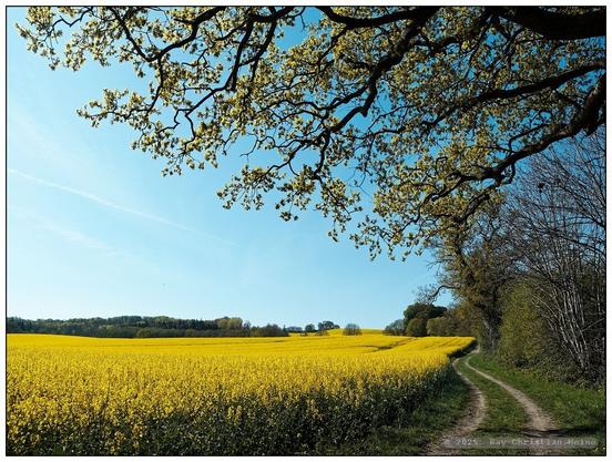 Ein sandiger Feldweg führt am rechten Bildrand an einem leuchten gelb blühenden Rapsfeld entlang in die Tiefe des Bildes hinein, rechts von einer dichten, hohen Hecke im ersten Frühlingsgrün begrenzt. Von rechts oben ragen Äste einer knorrigen Eiche im ersten Frühlingsgrün vor blauem in das weitwinklige Foto hinein.