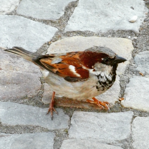 sparrow on cobblestones, looking to pick up pizza crumbs