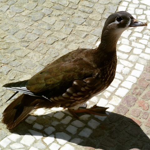 female wood duck on fine tesserae paving