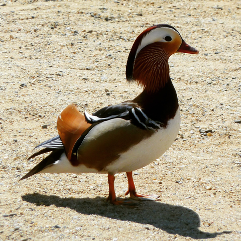 colourful mandarin duck on coarse sand