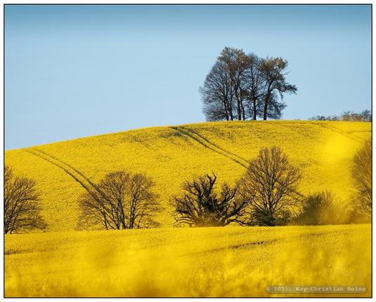 Von leuchtend gelbem Raps unter blauem Himmel bewachsenes, wellenförmig ansteigend vom Betrachtenden wegstrebendes Hügelland, diagonal von rechts unten nach links oben durchschnitten von das Bild in Drittel teilenden Fahrspuren. Einzelne Bäume und Sträucher geben dem Bild zusätzliche Struktur und Ordnung.