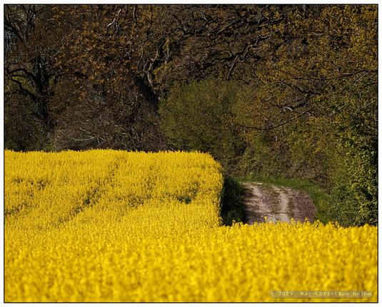 Ein leuchtend gelb blühendes Rapsfeld vor einem Waldrand im ersten Frühlingsgrün, geraffte Teleperspektive.