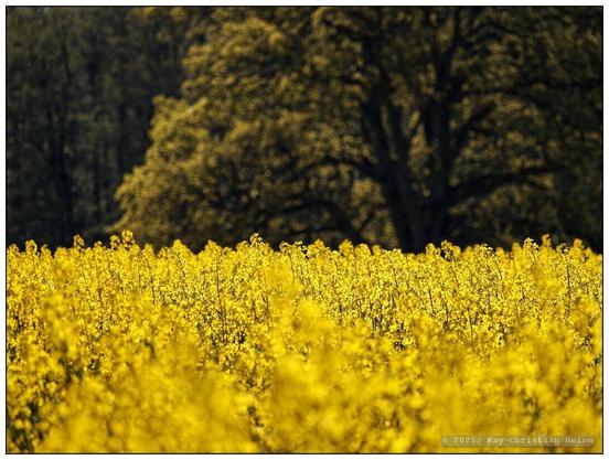 Ein leuchtend gelb blühendes Rapsfeld vor einem Waldrand im ersten Frühlingsgrün, stark geraffte Teleperspektive.