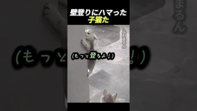 壁登りにハマった子猫た        #動物 #猫 #子猫 #かわいい猫 #猫の動画 #ペット #猫好き #母性