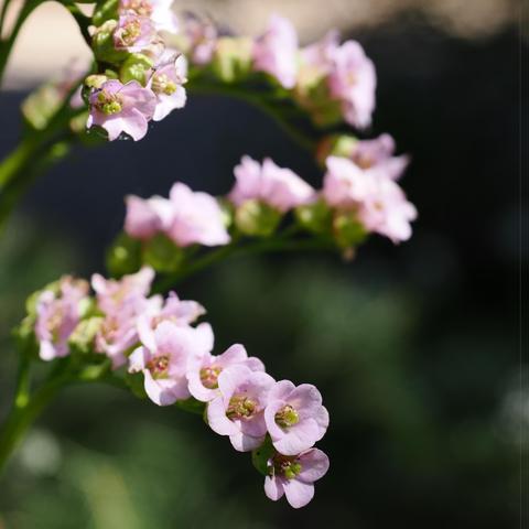 This image shows a close-up of a flowering plant with clusters of small, light pink flowers. The flowers have a delicate appearance and the background is blurred, highlighting the plant.