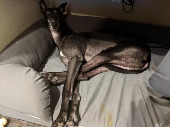 Photo of a black greyhound dog laying in a dog bed with his head up and his legs tangled.
