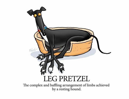 Illustration of a black greyhound dog in a dog bed with his head up and legs tangled. There are too many legs.

Below the drawing says the following: Leg Pretzel. The complex and baffling arrangement of limbs achieved by a resting hound.
