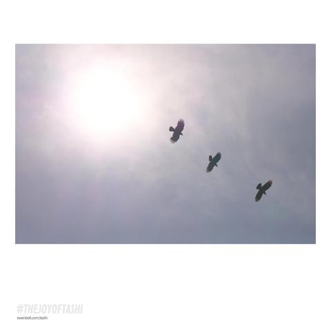 Three choughs fly across the top of the sky, partially obscured by the sun.