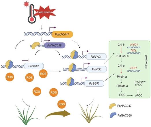 This annotated flow diagram illustrates the molecular mechanism of heat-induced leaf senescence in tall fescue. Specifically, the FaNAC047-FaNAC058 module coordinately promotes chlorophyll degradation and reactive oxygen species production during heat-induced leaf senescence.