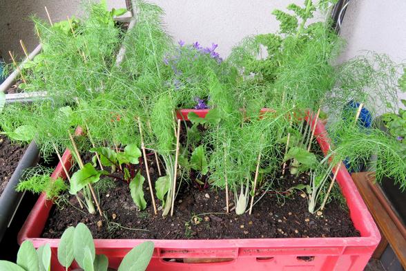 In einer roten Kiste wachsen junge Knollenfenchel- und Rote-Bete-Pflanzen dicht nebeneinander. Die Knollensellerie haben feine, grüne, fiedrige Blätter und sind mit dünnen Holzstäbchen abgestützt. Zwischen ihnen sind kräftige grüne Blätter der Roten Bete mit rötlichen Stielen zu erkennen. Die Erde ist dunkel und leicht feucht.