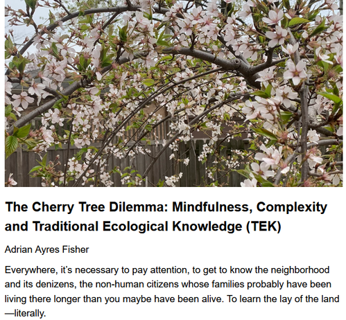 The Cherry Tree Dilemma: Mindfulness, Complexity and Traditional Ecological Knowledge (TEK)
Adrian Ayres Fisher, originally published by Ecological Gardening
April 28, 2025

Everywhere, it’s necessary to pay attention, to get to know the neighborhood and its denizens, the non-human citizens whose families probably have been living there longer than you maybe have been alive. To learn the lay of the land—literally.

In attachment blossoms fall, in aversion weeds spread. Dogen, Genjo Koan (1233 CE)  Teaser photo credit: Author supplied.

"I did recognize it: a weeping cherry—not a naturally grown specimen of one of the beautiful Japanese varieties, but a “frankentree,” which, as Brian Funk of the Brooklyn Botanic Garden has written, “are the flowering cherries on sale at home improvement stores” that “look like mops, or umbrellas, or octopus trees.” ...Not only was it ungainly, but: what was the point of its existence, and what good would it do?

The cherry tree in my back yard makes no fruit that I’ve seen.

...Focusing on the pale pink cloud almost induced a haiku state of mind. And then, the very next day, a crew of solitary miner bees emerged from the ground right next to the tree and converged on the blossoms. Perfect timing! That surprising event changed the reality of the situation. Did the bees live there before the tree was installed? Did a few enterprising individuals travel over from a neighboring yard one spring and decide to establish a colony?"