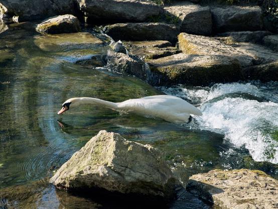 Un cygne qui lutte face au courant.