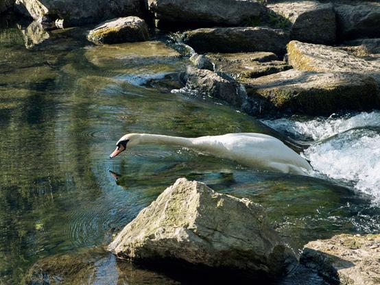 Un cygne lutte face au courant.