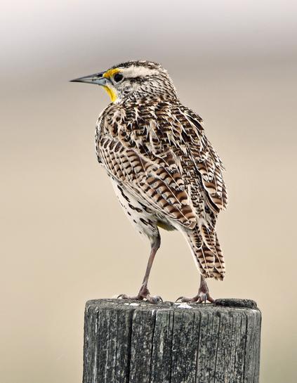 Meadowlark #Bird  

A meadowlark sits on a fence post