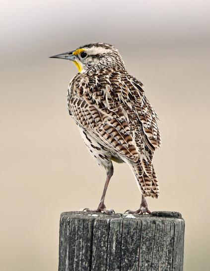 #Meadowlark #Bird  

A meadowlark sits on a fence post