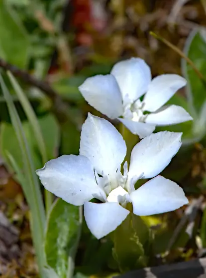 gentiane printanière blanche