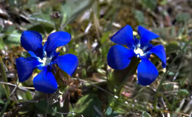 gentiane printanière bleue