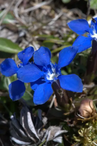 gentiane printanière bleue