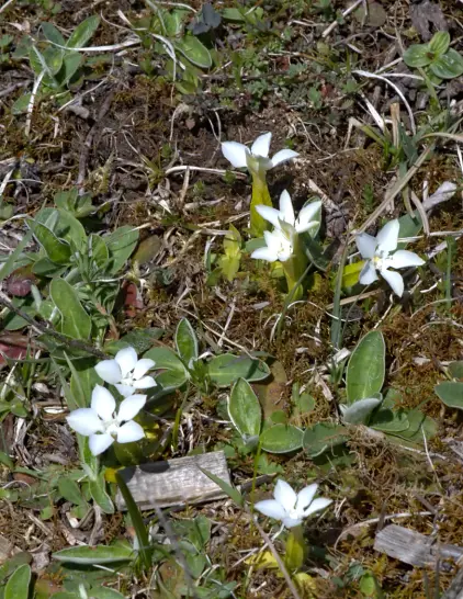 gentiane printanière blanche