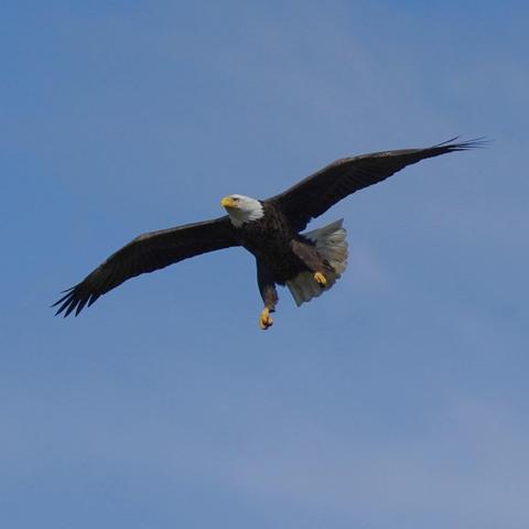 A bald eagle with wings, tail, and legs outstretched for landing