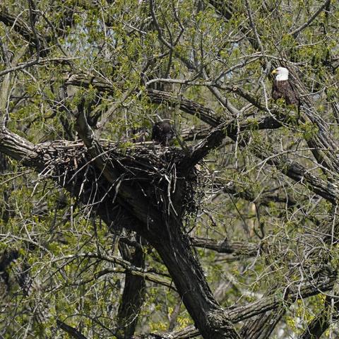 A bald eagle sitting on a tree branch overlooking its nest that has two eaglets