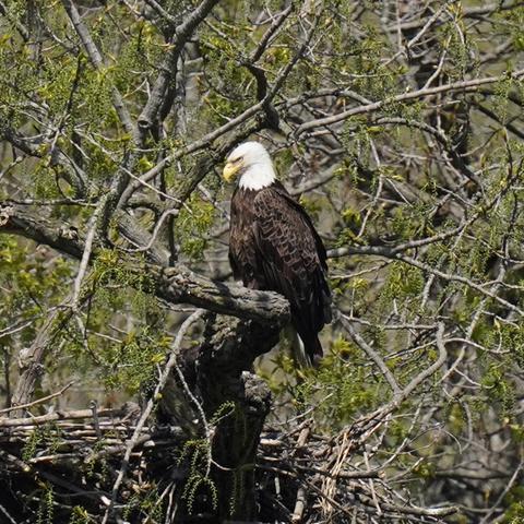 a bald eagle sitting on a branch