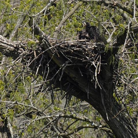 two bald eaglets sitting in a nest