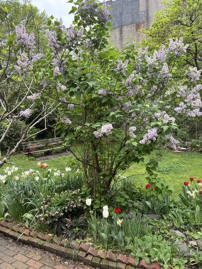 Lilac bush in bloom, Clinton Community Gardens, view west.