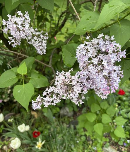 Lilac bush in bloom, closeup on a few blooms.
