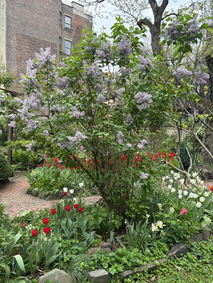 Lilac bush in bloom, Clinton Community Gardens, view east.