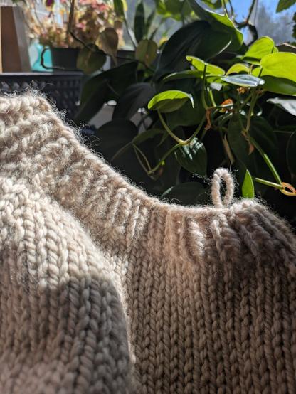 A close up picture of a beige raglan sweater neckline. A variety of houseplants are seen in the background.