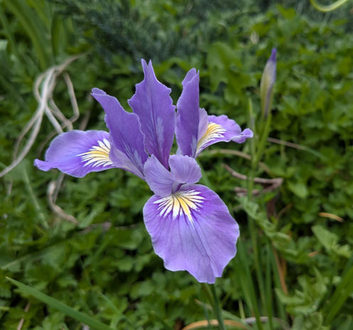 A photograph of an Oregon iris, a slim petaled blue-purple iris on a short stalk.  Each of the 3 petals has a pale yellow throat with dark violet veins.  In the background, blurry, an unopened flower bud the same plant and lots of creeping buttercup that needs to be pulled.  So much creeping buttercup, argh.