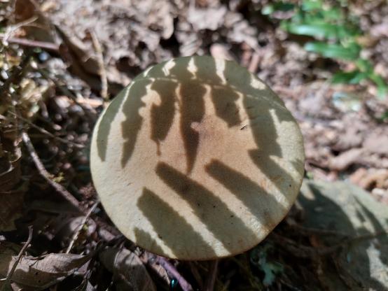 an overhead view of a light dusty brown "button" type mushroom surrounded by dusty brown dead leaves & assorted forest detritus, with a double shadow cast on the mushroom head by two adjacent overhead ferns (out of view)