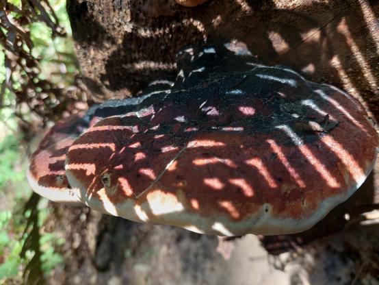 a semi-shaded view of a black & red conk mushroom, its surface cross-thatched by shadows of ferns above it, in a pattern resembling a lawn chair or grass hut
