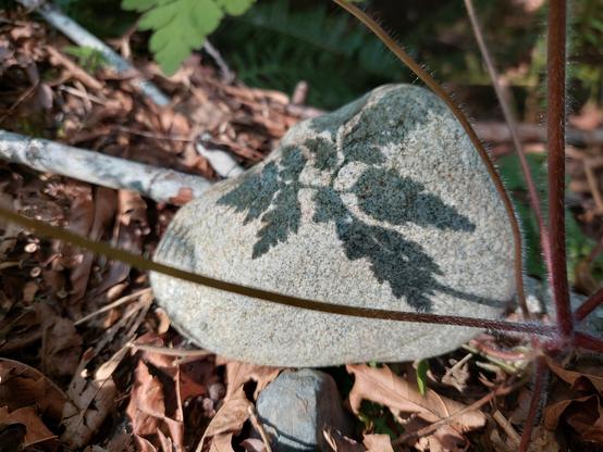 a light-colored rock on forest floor, with a soft shadow cast on it by a cilantro-shaped plant (whose tip is slightly visible at the top); the lenghty stem was framed deliberately to run along the edge of the rock