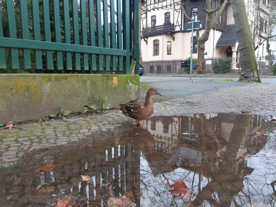Eine Ente steht in der Bildmitte am Rand einer Pfütze auf einem Fußweg. Links dahinter befindet sich ein grüner Lattenzaun. Rechts stehen mehrer Bäume und ein Haus. Alles beschriebene spiegelt sich auch in der Pfütze, die bis zum unteren Bildrand reicht.