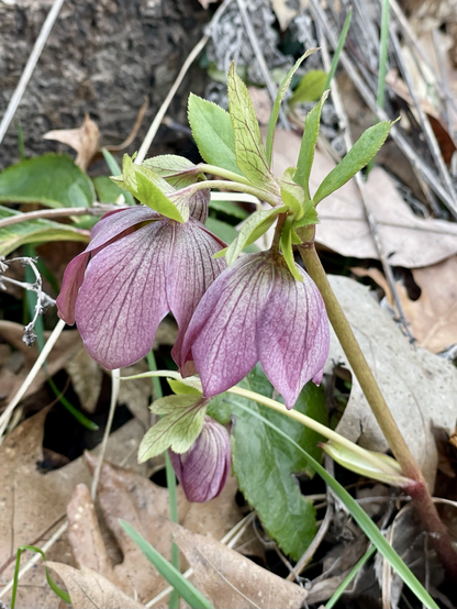 Purple lenten rose spring blooming perennial.