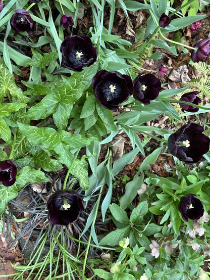 Black tulips with yellow pistils, view from above. Maybe some ivy there also.