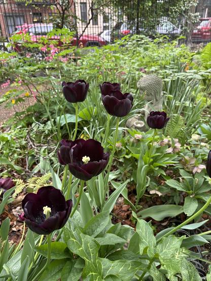 Black tulips with yellow pistils, view from the side. Small seated Buddha statue in partial view, fence and parked cars in background.