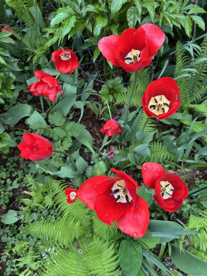 Red tulips with black pistils, top view. Some fern are seen also.