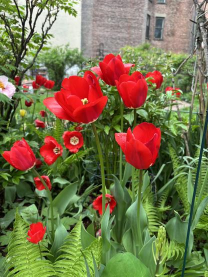 Red tulips with black pistils, side view. In the background is a neighboring building.