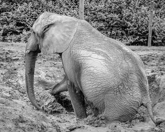 An African Elephant playing in a mud hole at the Kansas City Zoo & Aquarium.